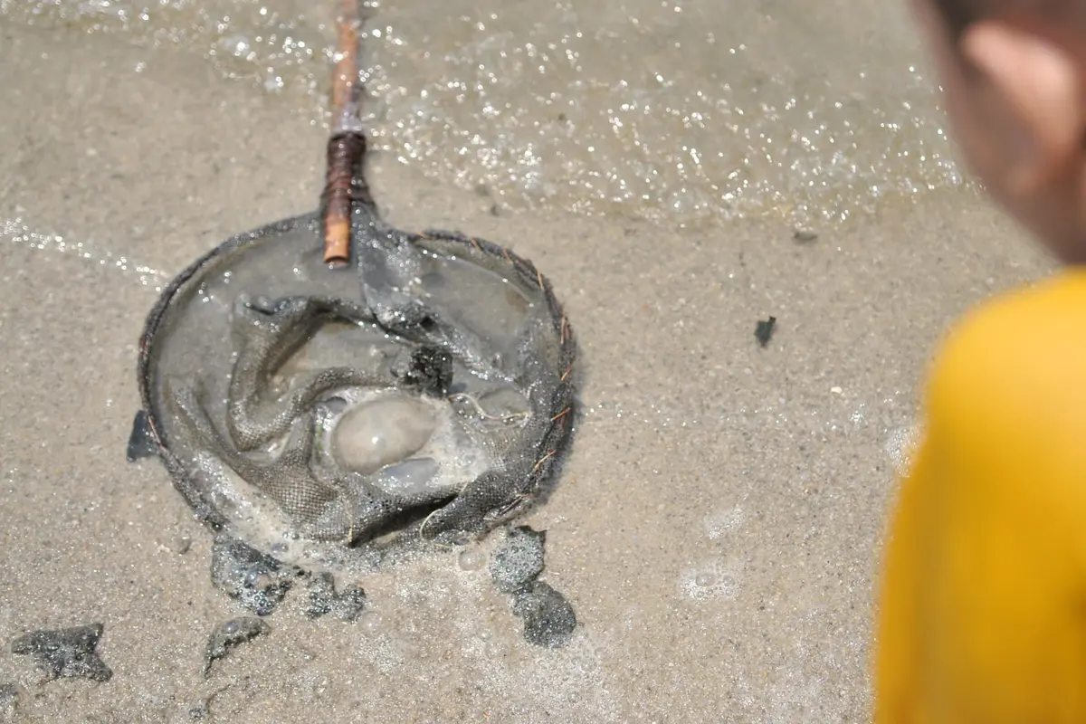 Kawanan Ubur-Ubur Muncul di Pantai Ancol