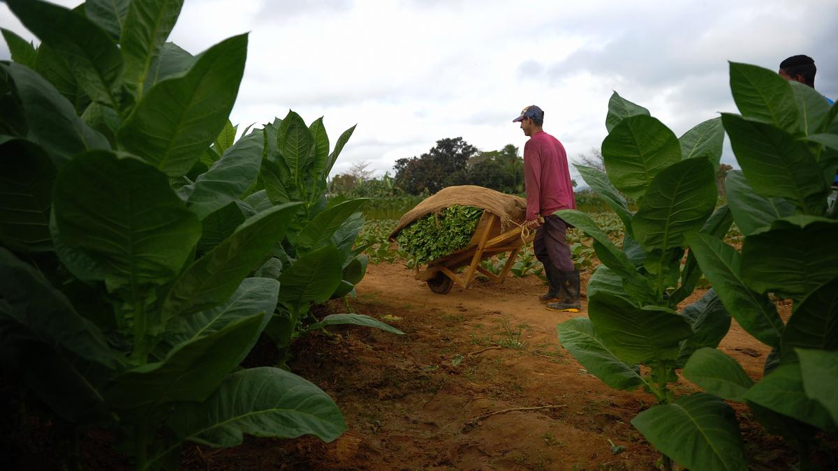 Petani: Rokok Kretek Terancam Punah Akibat Pembatasan Kadar Nikotin dan Tar