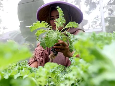 Kelompok Wanita Tani (KWT) D'Shafa merawat tanaman dengan sistem smart farming di agroeduwisata Edufarm Malakasari, Jakarta, Sabtu (29/6/2024). (Liputan6.com/Herman Zakharia)