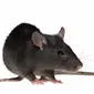 Ilsutrasi tikus pembawa Leptospirosis | via: pestworldforkids.org