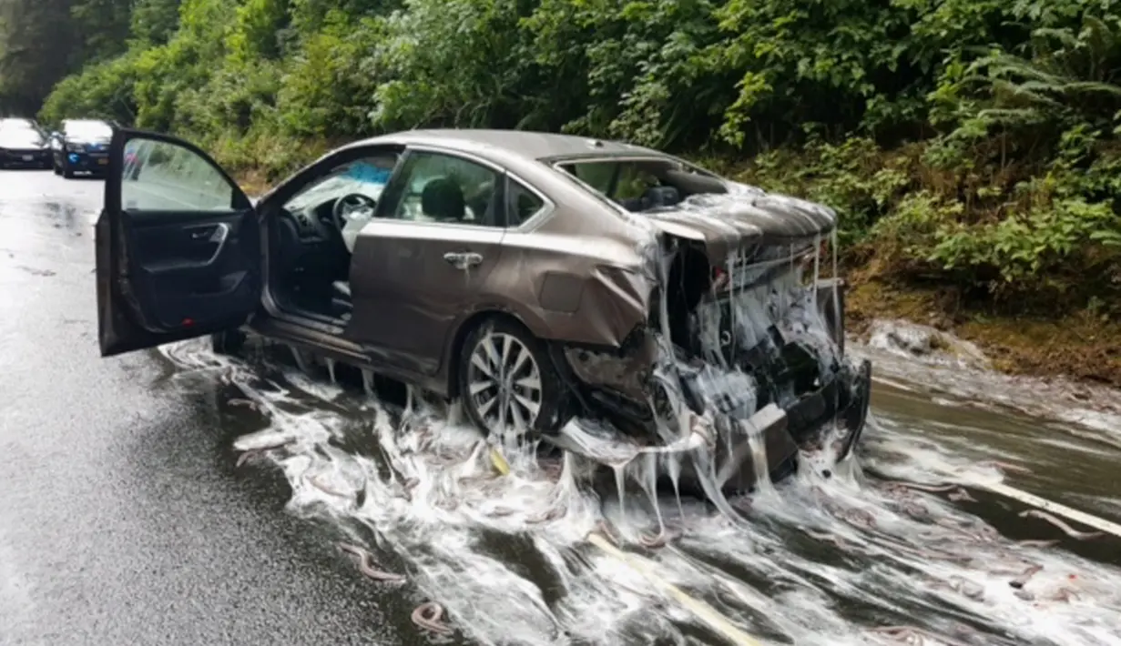 Sebuah mobil mengalami kerusakan dan dipenuhi lendir usai truk pengangkut 3.402 kilogram belut terbalik di jalan raya Highway 101, Oregon, Kamis (13/7). Kejadian ini seketika mengubah jalan raya menjadi licin dan lengket. (Oregon State Police via AP)