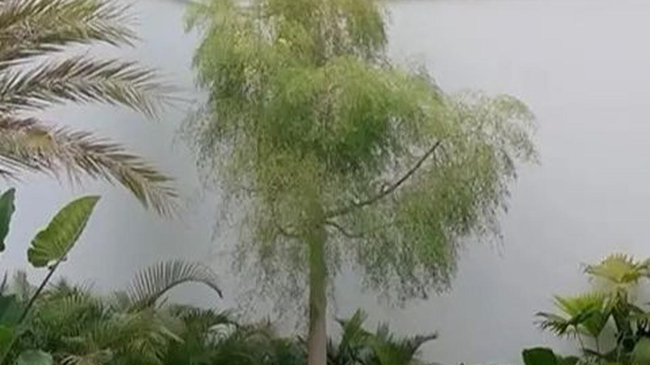 Taman hijau tidak hanya di depan, tapi juga belakang rumah, dengan rumput dan tanaman kecil.