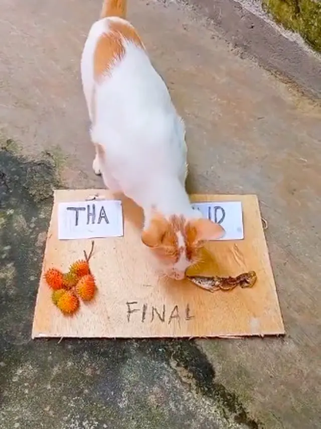 Viral Aksi Lucu Kucing Prediksi Final Piala AFF Indonesia vs Thailand