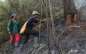 Hutan di Ranu Kembang Terbakar, Jalur Pendakian Gunung Semeru Ditutup Total