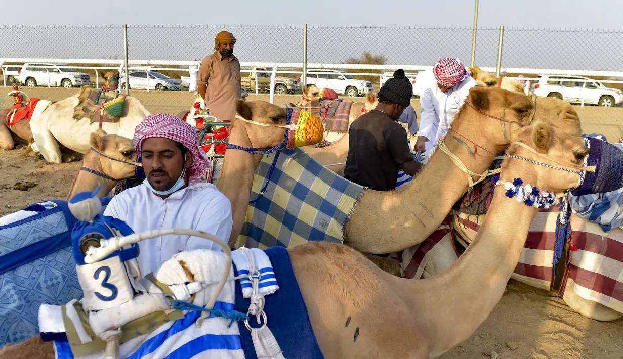 Pawang menyiapkan unta pada Festival Unta Putra Mahkota di Kota Taif, Arab Saudi, Rabu (11/8/2021). Selain mempromosikan warisan balap unta Arab Saudi, festival ini juga berupaya untuk mendukung pariwisata dan pembangunan ekonomi. (Amer HILABI/AFP)