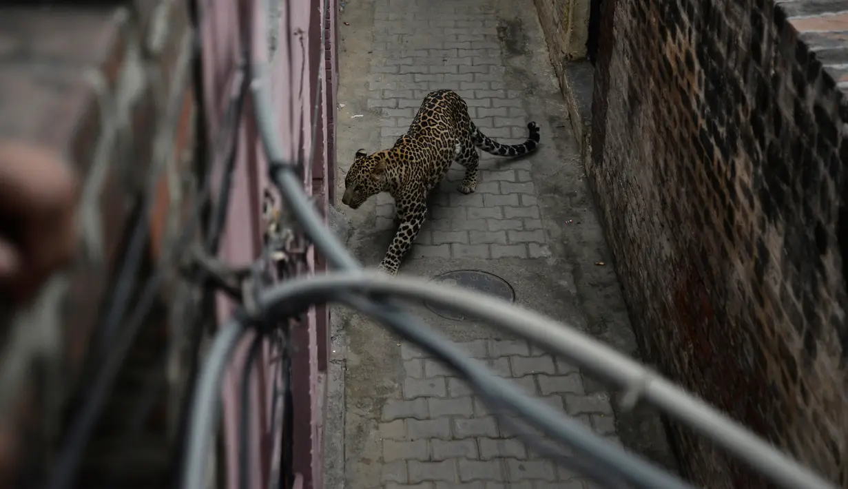 Seekor macan tutul ditemukan bersembunyi di sebuah rumah di daerah perkampungan di Jalandhar, India utara, Kamis (31/1). Macan tutul itu tersesat di perkampungan dan menyerang penduduk desa sebelum akhirnya dikurung dalam sebuah ruangan. (AP Photo)