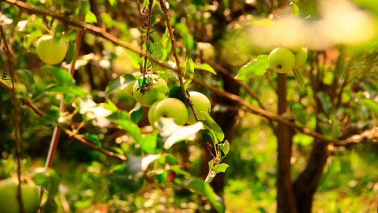 Beragrowisata ke kebun apel di Kota Batu
