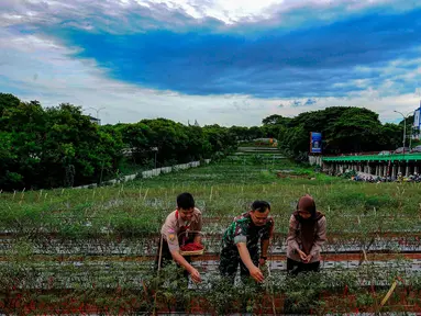 Anggota Tentara Nasional Indonesia dari Komando Distrik Militer (Kodim) 0508 Depok bersama pelajar memanen cabe merah pada lahan urban farming di Jalan Juanda, Kota Depok, Jawa Barat, Rabu (11/12/2024). (merdeka.com/Arie Basuki)