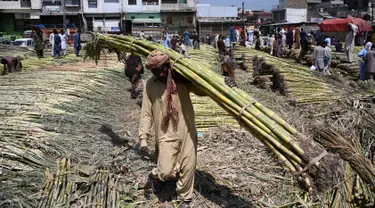 Seorang buruh Pakistan membawa tebu di sebuah pasar grosir sayuran di Islamabad (9/4). Populasi di kota ini mencapai dua juta penduduk yang merupakan kota terbesar ke-10 di Pakistan. (AFP Photo/Aamir Qureshi)