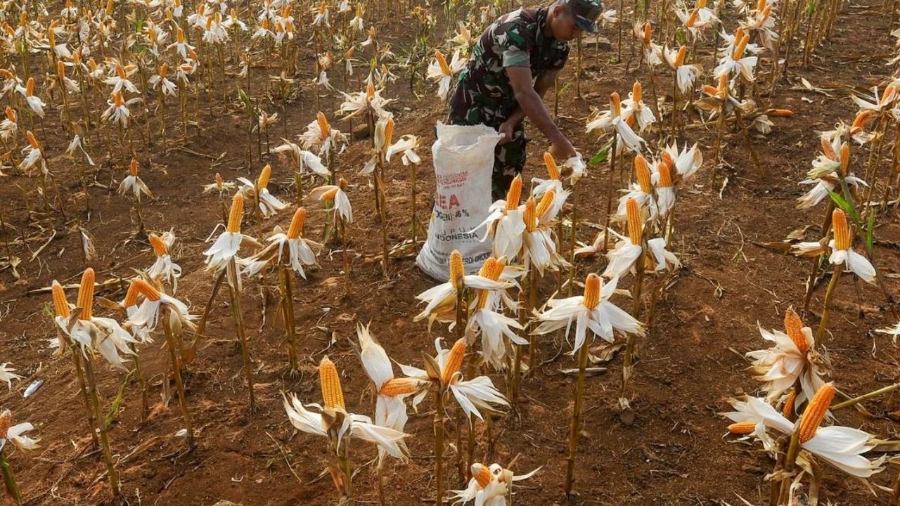 Dalam setiap panen yang dilakukan setiap tiga bulan, petani berhasil menghasilkan sekitar 7 hingga 8 ton jagung. Foto: merdeka.com / Arie Basuki<br>