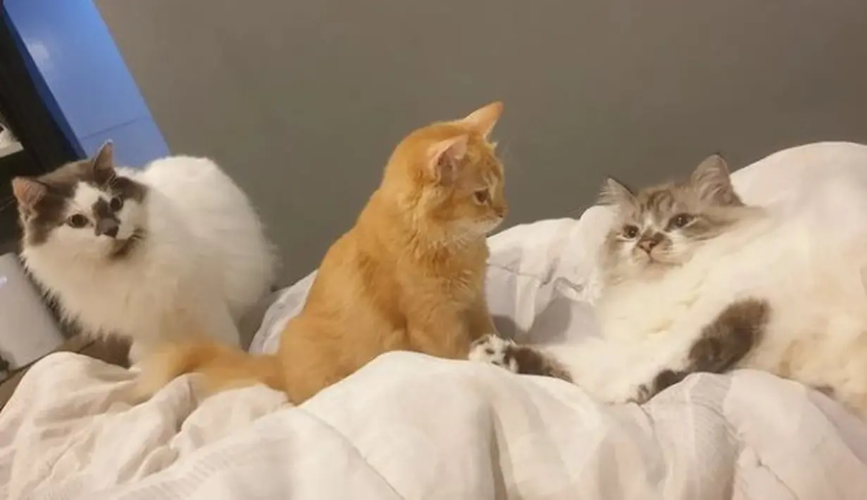 Ini kucing-kucing kesayangan Tengku Firmansyah. Bintang film Sebuah Lagu untuk Tuhan begitu rindu dengan mereka saat harus menjalani perawatan di rumah sakit. (Foto: Instagram/@tengku_firmansyah)