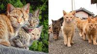 6 Potret Komplotan Kucing Ini Bak Geng Penguasa Wilayah, Berwajah Garang (Sumber: Twitter/qikipedia, Reddit)