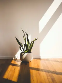 Ilustrasi tanaman lidah mertua. (unsplash.com/@thirdwheelphoto)