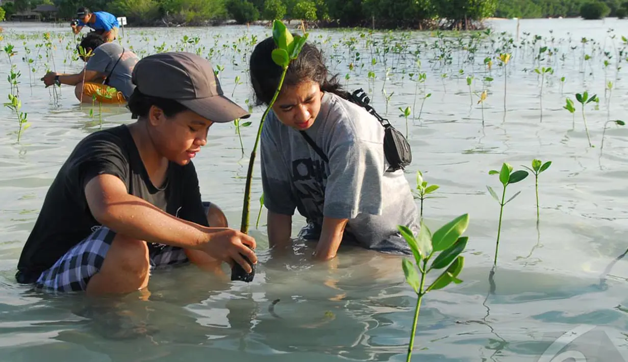 Kegiatan menanam mangrove tersebut dilakukan untuk pencegahan abrasi dan pelestarian hutan mangrove, Kepulauan Seribu, Jakarta Utara, Sabtu (3/5/2014) (Liputan6.com/Miftahul Hayat). 
