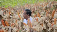 Presiden Joko Widodo (Jokowi) memanen dalam acara panen raya jagung di Desa Botuwombato, Kabupaten Gorontalo Utara, Jumat (1/3). Selain memanen, Jokowi juga memberikan bantuan kepada petani. (Liputan6.com/Arfandi Ibrahim)