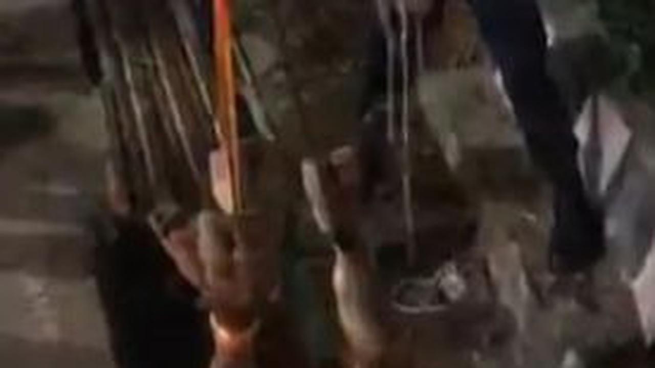 Sapi Kurban Mengamuk hingga Terjepit di Parit