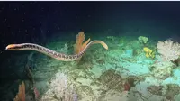 Seekor ular laut berenang melalui Ashmore Reef. (Image by Mashable SEA)