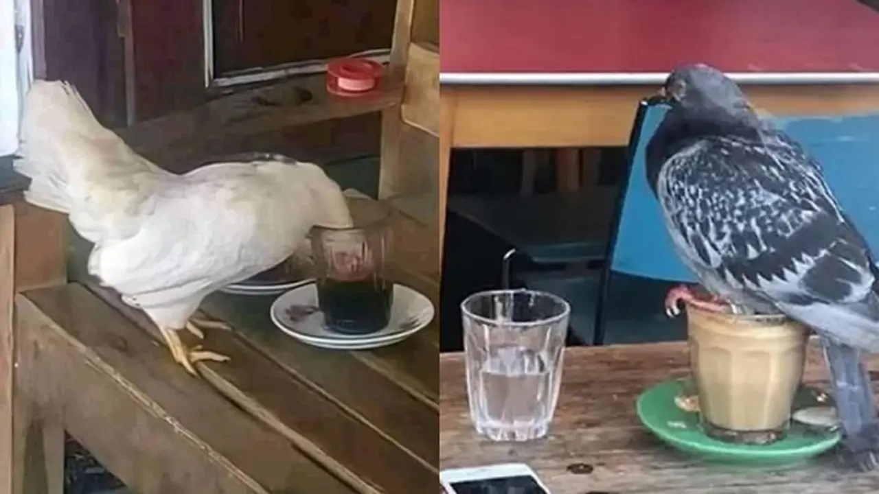 6 Potret Kopi Diminum Hewan Ini Bikin Geregetan, Apes Banget