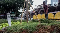 Warga melihat kuburan dengan papan nisan bertuliskan Corona bin Covid di taman Jalan Jatinegara Barat, Jakarta, Minggu (20/9/2020). Kuburan tersebut sengaja dibuat untuk mengingatkan masyarakat yang melintas akan bahaya virus Covid-19. (Liputan6.comm/Johan Tallo)