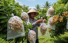 Cara Membungkus Buah Kelengkeng agar Tidak Dimakan Kelelawar dengan Teknik Berongsong
