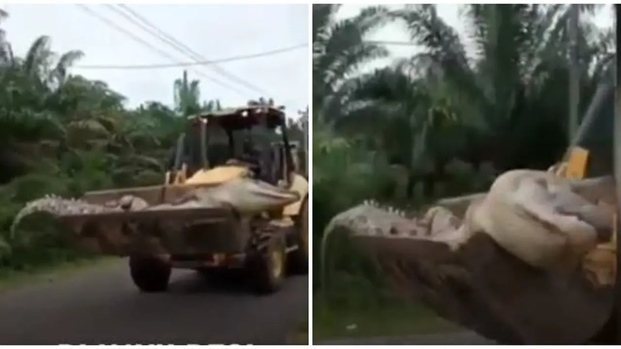 Viral Video Buaya Mati Berukuran 4,5 Meter Diangkut Buldozer, Bikin Heboh