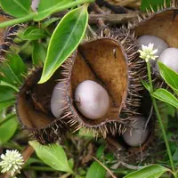 Ini buah ajaib khas Bengkulu yang sanggup hambat pertumbuhan sel kanker. | via: CNN.com