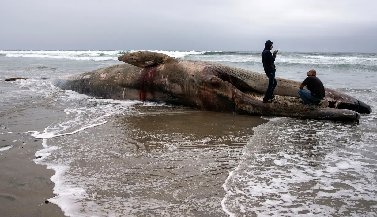 Dua orang berdiri di atas bangkai ikan paus yang terdampar di sebuah pantai kawasan Rosarito, Meksiko, Senin (22/5). Bangkai paus abu-abu itu diduga terbawa gelombang besar air laut hingga terbawa ke bibir pantai RosarIto. (AFP PHOTO/GUILLERMO ARIAS)
