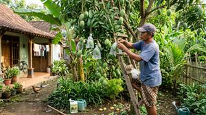 Cara Mengatasi Buah Mangga Rontok Sebelum Matang, Ini Penyebab dan Solusinya