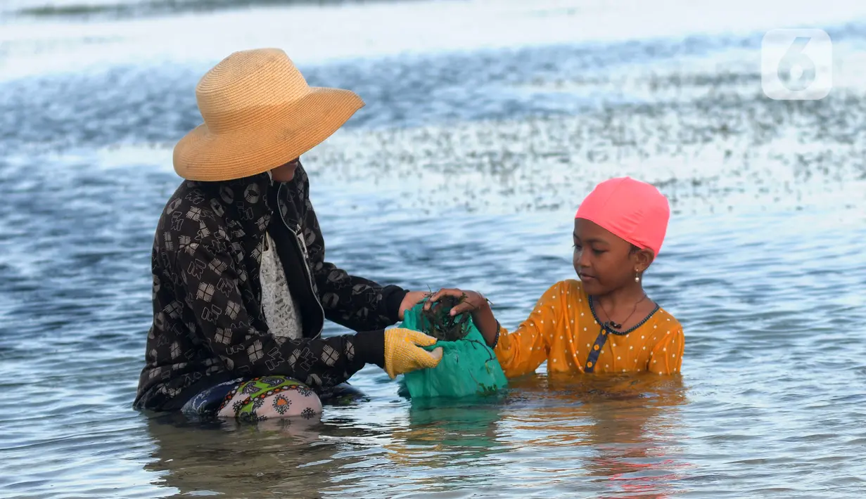 <p>Warga Desa Adat Peminge mengumpulkan lepasan rumput laut di kawasan Pantai Geger Mulya, Nusa Dua, Bali, Selasa (3/5/2022). Dalam sehari, belasan warga mampu mengumpulkan sekitar 5 hingga 20 kg rumput laut basah yang jatuh karena gelombang laut. (merdeka.com/Arie Basuki)</p>