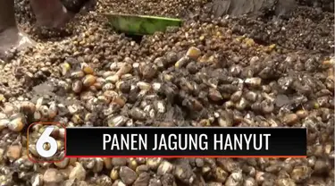 Puluhan petani jagung dan palawija yang menjadi korban banir bandang dan tanah longsor di Mamuju, Sulawesi Barat merugi hingga puluhan juta rupiah. Hasil panen jagung yang belum sempat dijual ke pedagang, hanyut terbawa banjir.