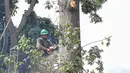 Petugas Suku Dinas Kehutanan Jakarta Timur menebang pohon di sisi jalan raya Bogor, Jakarta, Kamis (9/3/2023). Hal tersebut untuk mengurangi resiko terjadinya bahaya mengingat hujan dan angin kencang yang beberapa kali melanda ibu kota. (Liputan6.com/Faizal Fanani)