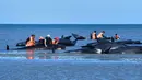 Sejumlah relawan mencoba membantu menyelamatkan ikan paus pilot yang terdampar di Farewell Spit, Selandia Baru (11/2). Para pekerja konservasi dan relawan mencoba membawa beberapa ekor paus yang masih hidup kembali ke laut. (AFP/Marty Melville)