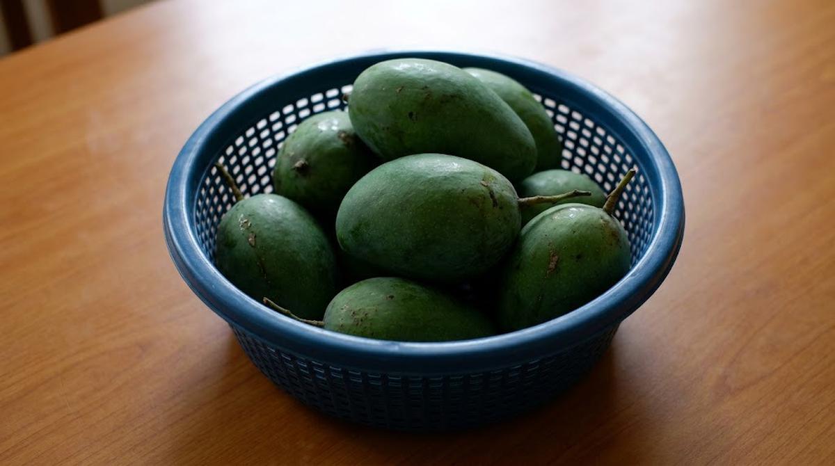 Mangga Muda