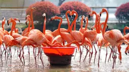 Sekumpulan flamingo terlihat sedang makan di Kebun Binatang Wuhan di Wuhan, Provinsi Hubei, China tengah, pada 13 Maret 2020. Kebun Binatang Wuhan ditutup pada 22 Januari lalu setelah merebaknya COVID-19. (Xinhua/Cai Yang)