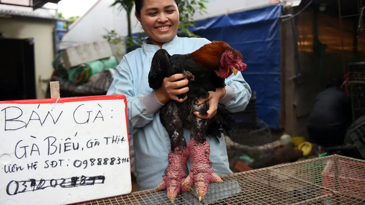 Dong Tao, Ayam Berkaki Besar yang Jadi Sajian Lezat nan Mewah di Vietnam