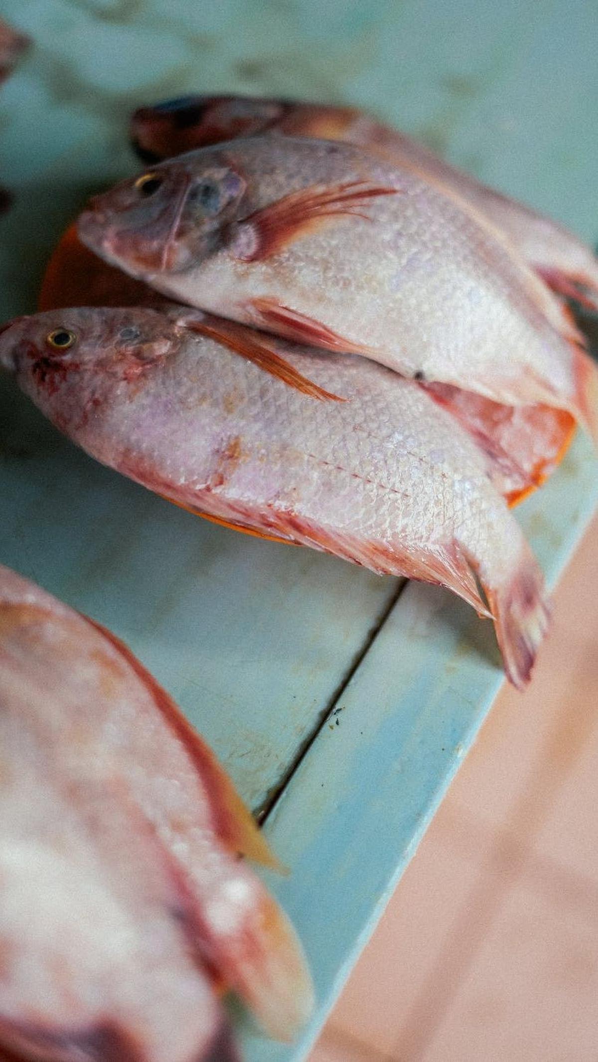 1.&nbsp;Ikan