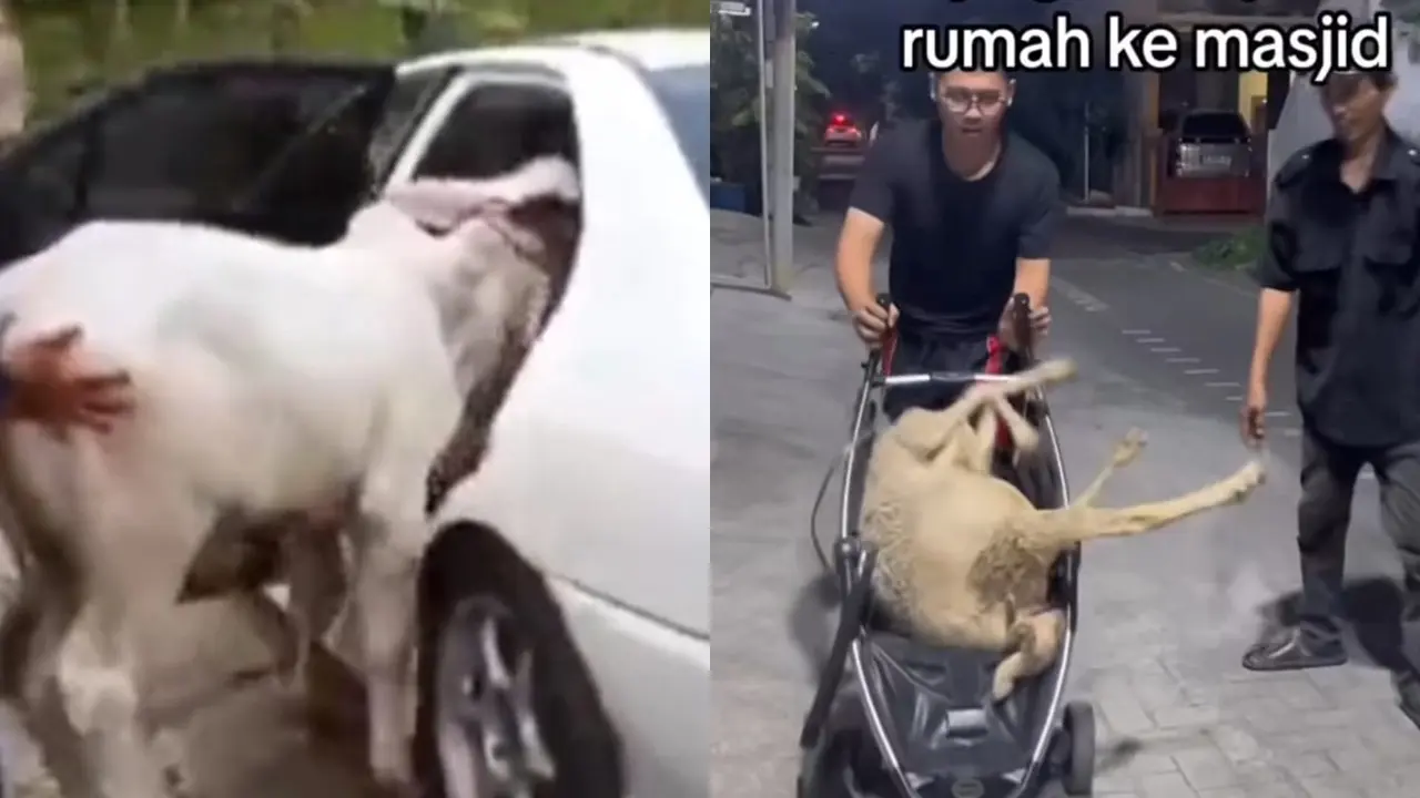 Cara Angkut Hewah Kurban Unik