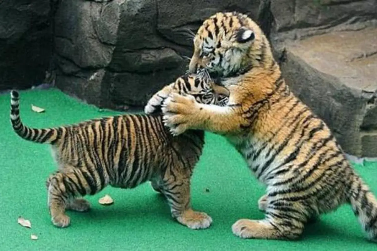 Lagi Stres? Pantengin 19 Anak Hewan yang Imut Luar Biasa Ini!