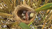 Burung Kukuk dikenal sebagai parasit. Foto diatas menjadi buktinya.