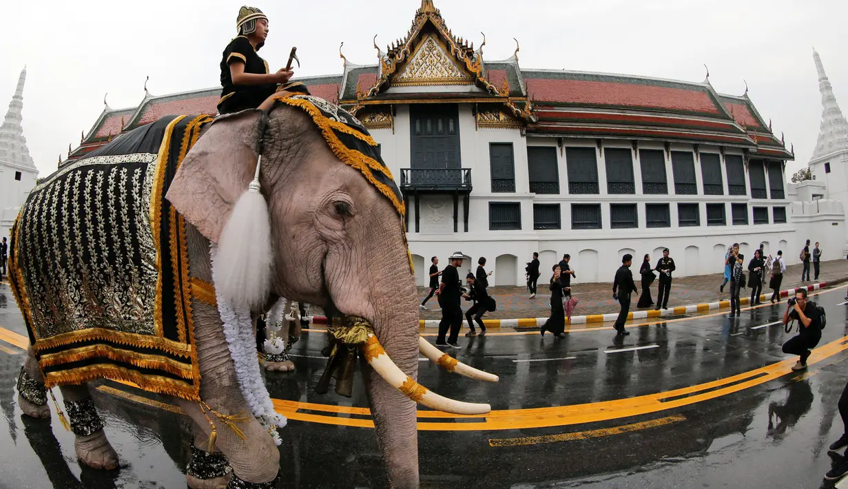 Gajah Ayutthaya berjalan menarik perhatian para warga setelah memberikan penghormatan kepada mendiang Raja Thailand Bhumibol Adulyadej di depan Royal Palace, Bangkok, Thailand (8/11). Di Thailand, gajah merupakan hewan kramat.(Reuters/Jorge Silva)
