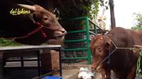Momen sapi kurban jumbo Irfan Hakim (Wariso) dan ibunya (Golden) bertemu. (YouTube deHakims channel)