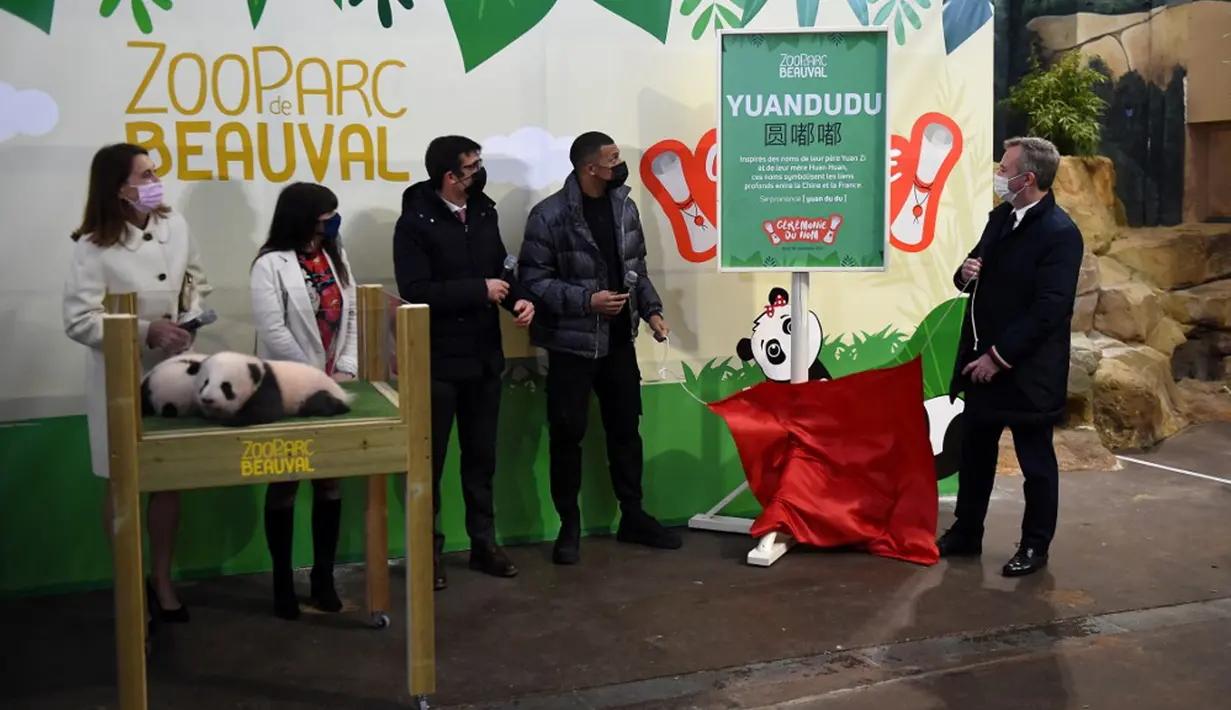 Pemain bola Prancis Kylian Mbappe (tengah) mengungkap nama salah satu dari dua panda di Kebun Binatang Beauval, Saint-Aignan-sur-Cher, Prancis, 18 November 2021. Panda Yuandudu dan Huanlili lahir pada 2 Agustus lalu. (GUILLAUME SOUVANT/AFP)