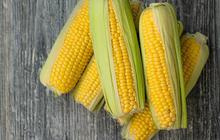 Segudang Manfaat Jagung Bagi Kesehatan, Salah Satunya Bisa Menurunkan Berat Badan