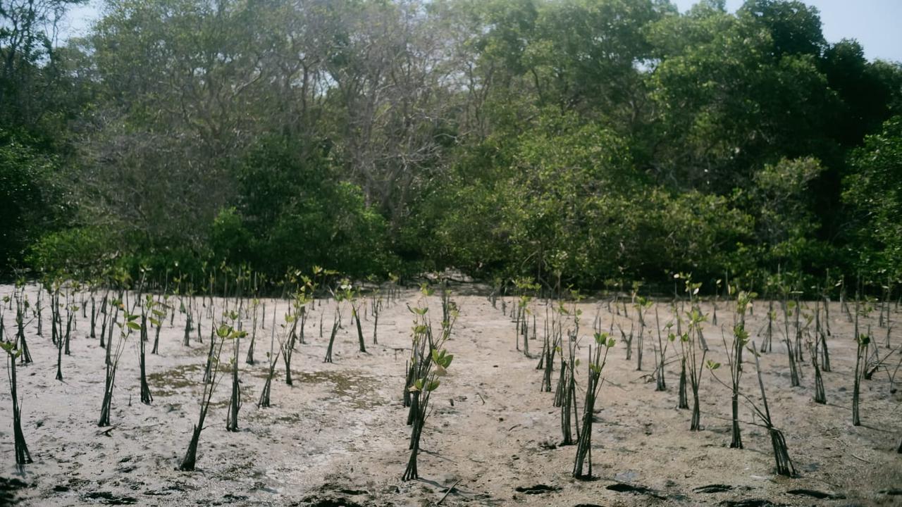 Dalam upaya melestarikan lingkungan, Akulaku Group menanamkan sebanyak 1.001 bibit mangrove di Teluk Benoa, Kabupaten Badung, Bali dalam kampanye yang bertajuk #AkuHijaukanIndonesia.