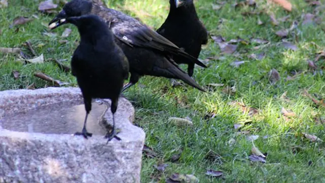 Anak 8 Tahun Menerima Hadiah dari Kelompok Burung Gagak