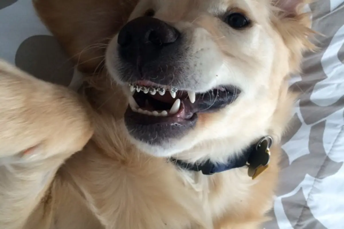 Tak Bisa Menutup Mulut, Anjing Ini Dipasangi Kawat Gigi