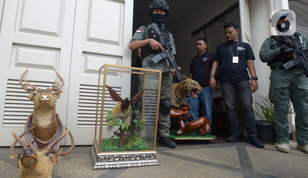 Polres Jakarta Selatan menggeledah rumah tersangka penodongan pelajar SMA menggunakan senjata api, Abdul Malik di kawasan Kemang, Kamis (26/12/2019). Selain puluhan amunisi, Abdul Malik rupanya mengoleksi sejumlah hewan yang diawetkan (offset) di rumah tersebut. (merdeka.com/Imam Buhori)