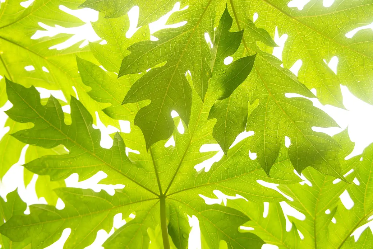 Ilustrasi daun pepaya