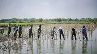 Dukung Pelestarian Ekosistem Pesisir, Freeport Tanam 50 Ribu Mangrove di Gresik