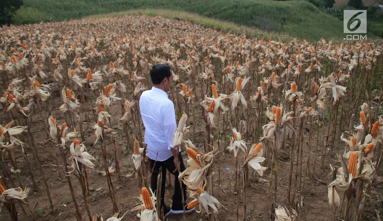 Presiden Joko Widodo (Jokowi) memanen dalam acara panen raya jagung di Desa Botuwombato, Kabupaten Gorontalo Utara, Jumat (1/3). Selain memanen, Jokowi juga memberikan bantuan kepada petani. (Liputan6.com/Arfandi Ibrahim)